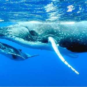 Sortie baleine